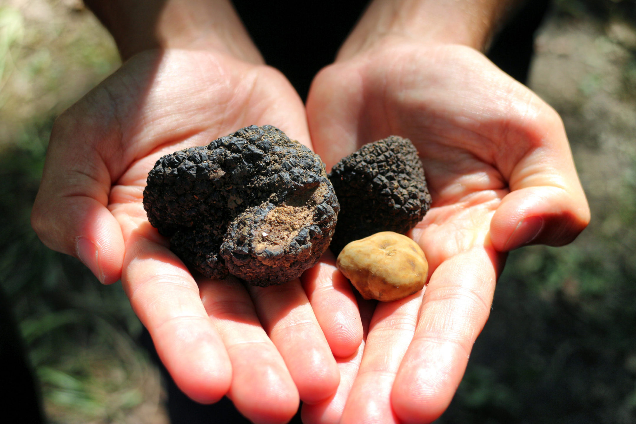 Truffle-on-Hands